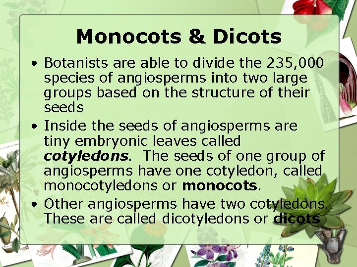 Monocots & Dicots • Botanists are able to divide the 235, 000 species of