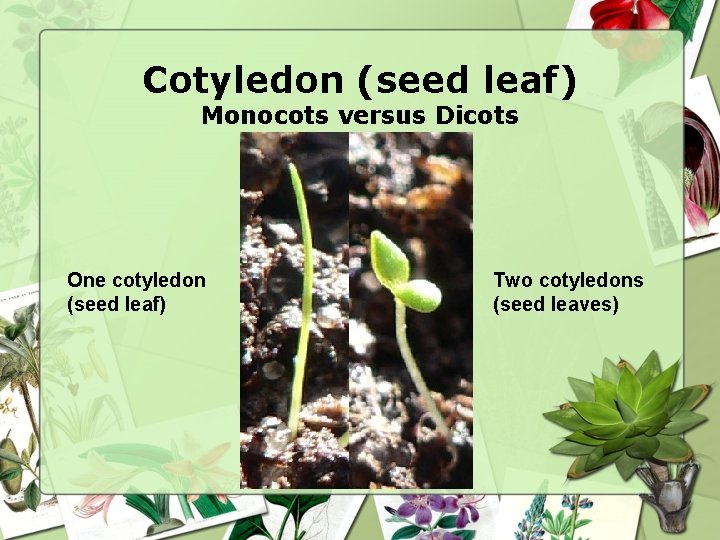 Cotyledon (seed leaf) Monocots versus Dicots One cotyledon (seed leaf) Two cotyledons (seed leaves)