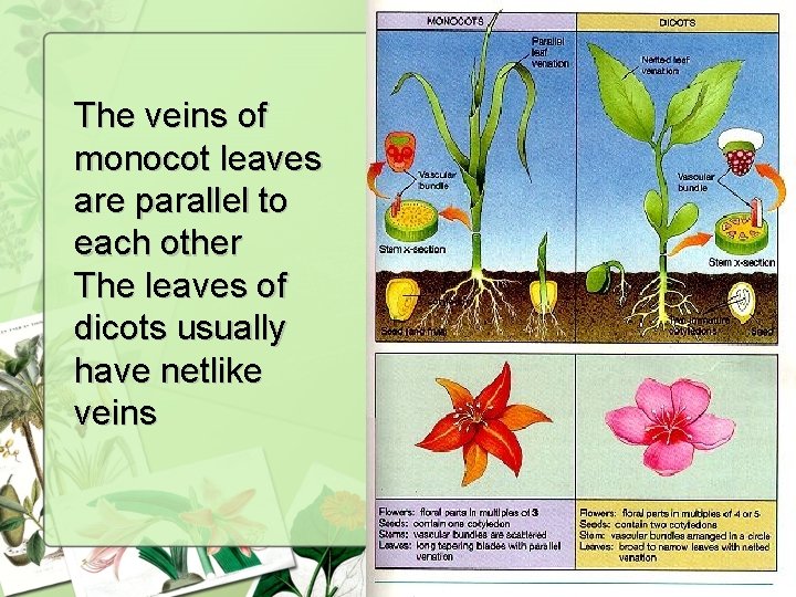 The veins of monocot leaves are parallel to each other The leaves of dicots