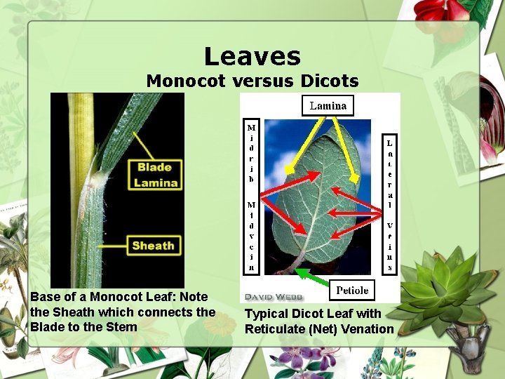 Leaves Monocot versus Dicots Base of a Monocot Leaf: Note the Sheath which connects