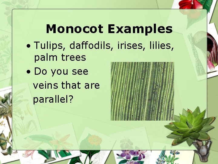 Monocot Examples • Tulips, daffodils, irises, lilies, palm trees • Do you see veins