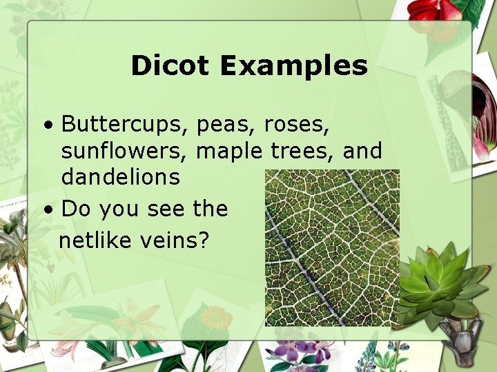 Dicot Examples • Buttercups, peas, roses, sunflowers, maple trees, and dandelions • Do you