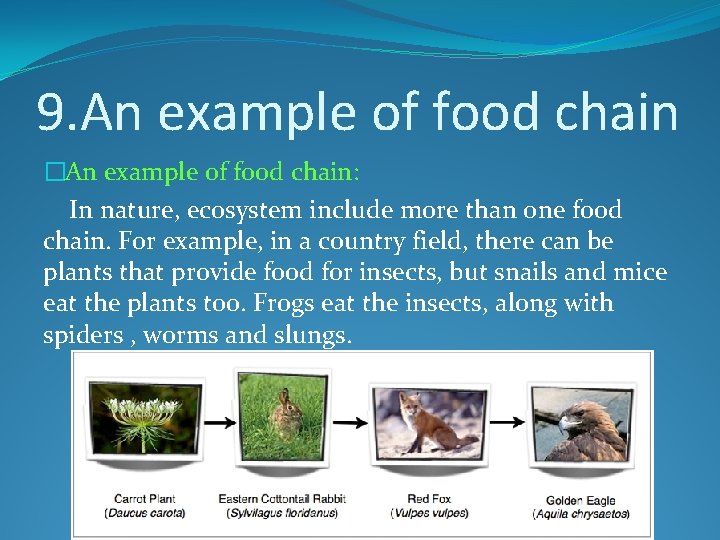 9. An example of food chain �An example of food chain: In nature, ecosystem