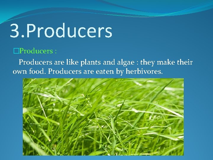 3. Producers �Producers : Producers are like plants and algae : they make their