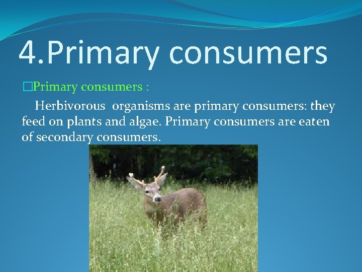 4. Primary consumers �Primary consumers : Herbivorous organisms are primary consumers: they feed on