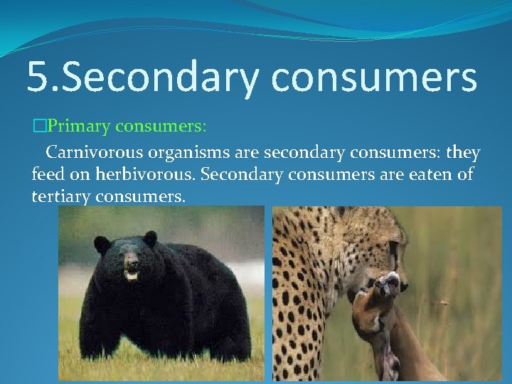 5. Secondary consumers �Primary consumers: Carnivorous organisms are secondary consumers: they feed on herbivorous.