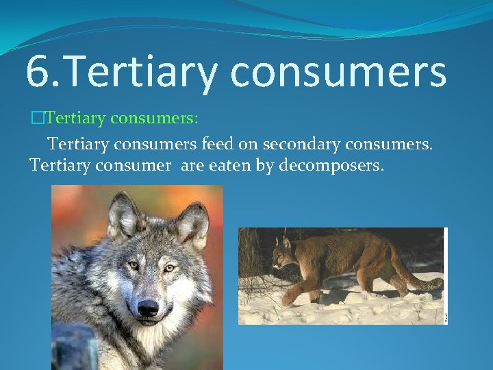 6. Tertiary consumers �Tertiary consumers: Tertiary consumers feed on secondary consumers. Tertiary consumer are