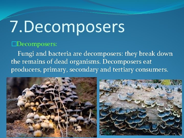 7. Decomposers �Decomposers: Fungi and bacteria are decomposers: they break down the remains of