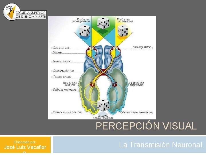 PERCEPCIÓN VISUAL Elaborado por: José Luis Vacaflor La Transmisión Neuronal. 