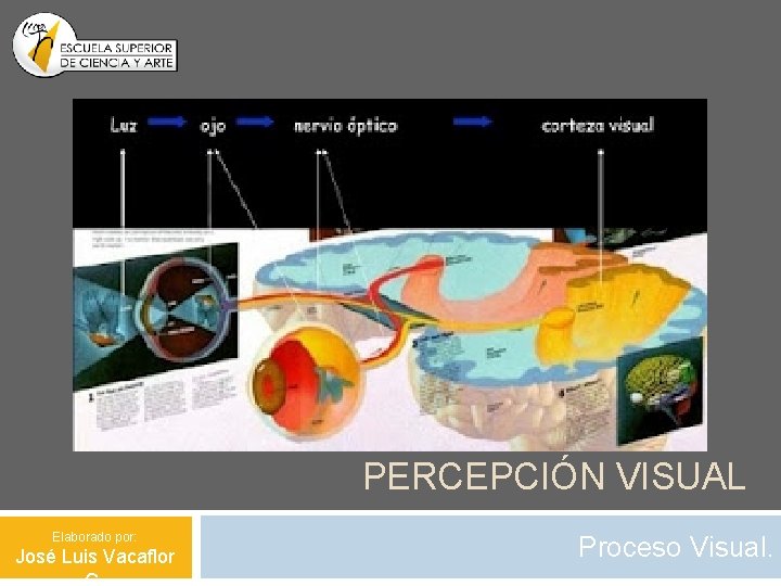 PERCEPCIÓN VISUAL Elaborado por: José Luis Vacaflor Proceso Visual. 