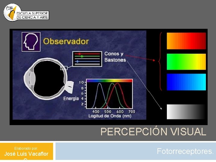 PERCEPCIÓN VISUAL Elaborado por: José Luis Vacaflor Fotorreceptores. 