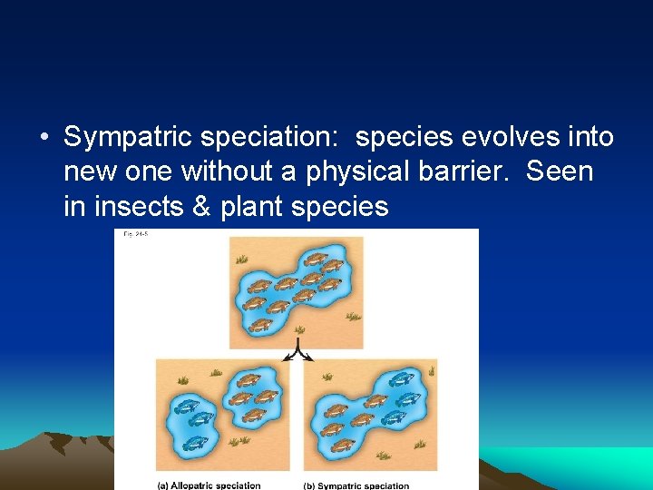  • Sympatric speciation: species evolves into new one without a physical barrier. Seen