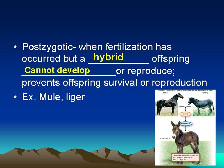  • Postzygotic- when fertilization has hybrid occurred but a ______ offspring Cannot develop