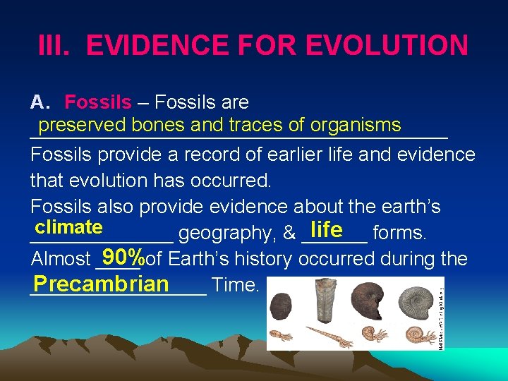 III. EVIDENCE FOR EVOLUTION A. Fossils – Fossils are preserved bones and traces of