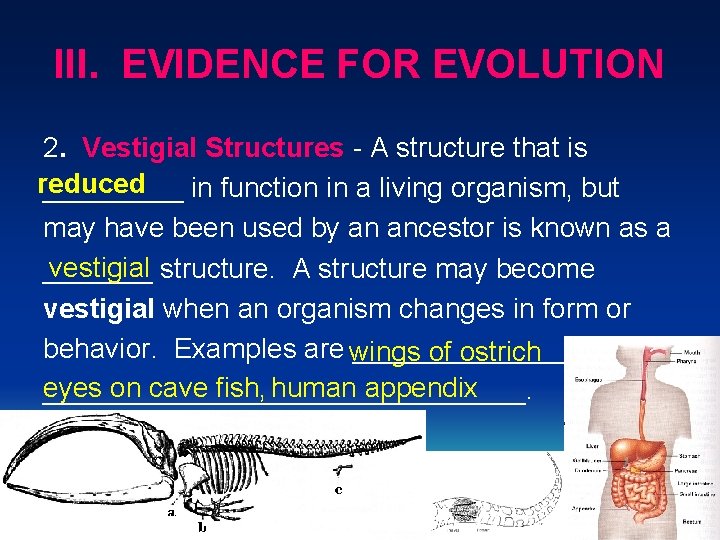 III. EVIDENCE FOR EVOLUTION 2. Vestigial Structures - A structure that is reduced _____