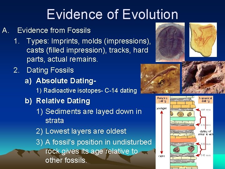 Evidence of Evolution A. Evidence from Fossils 1. Types: Imprints, molds (impressions), casts (filled