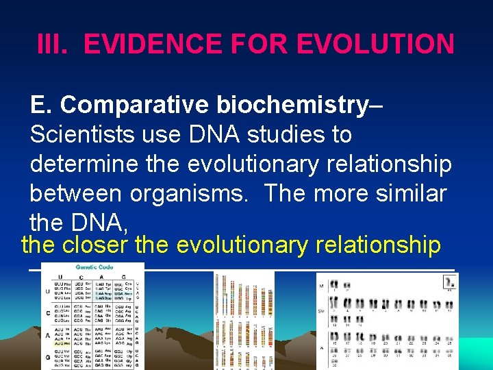 III. EVIDENCE FOR EVOLUTION E. Comparative biochemistry– Scientists use DNA studies to determine the