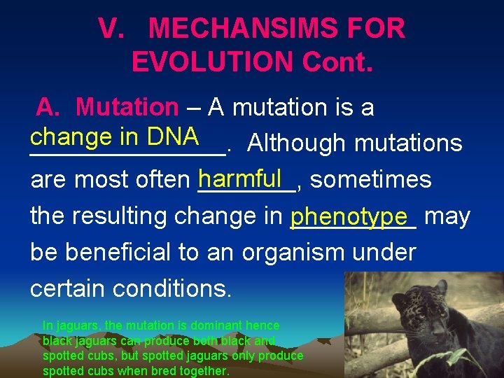 V. MECHANSIMS FOR EVOLUTION Cont. A. Mutation – A mutation is a change in