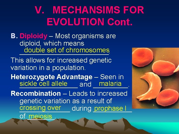 V. MECHANSIMS FOR EVOLUTION Cont. B. Diploidy – Most organisms are diploid, which means