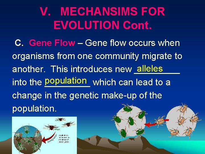 V. MECHANSIMS FOR EVOLUTION Cont. C. Gene Flow – Gene flow occurs when organisms