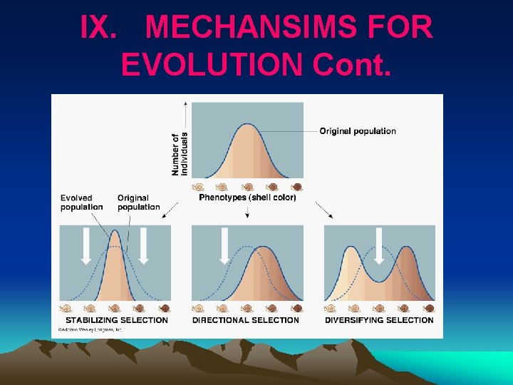 IX. MECHANSIMS FOR EVOLUTION Cont. 