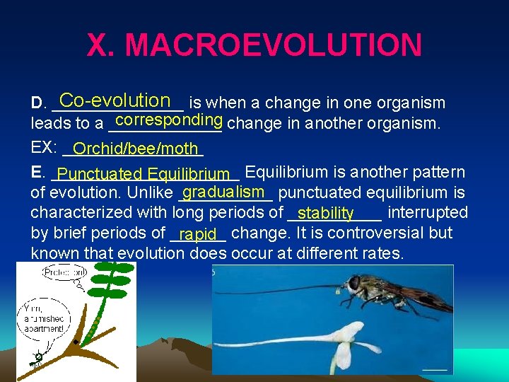 X. MACROEVOLUTION Co-evolution is when a change in one organism D. _______ corresponding change