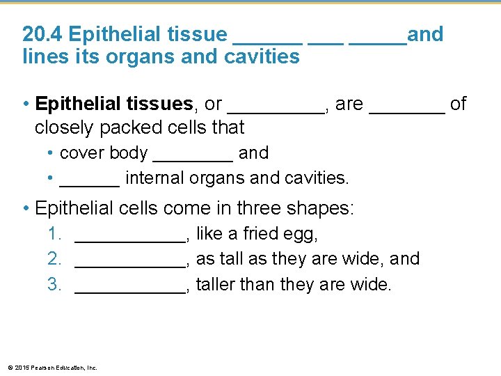 20. 4 Epithelial tissue ______and lines its organs and cavities • Epithelial tissues, or