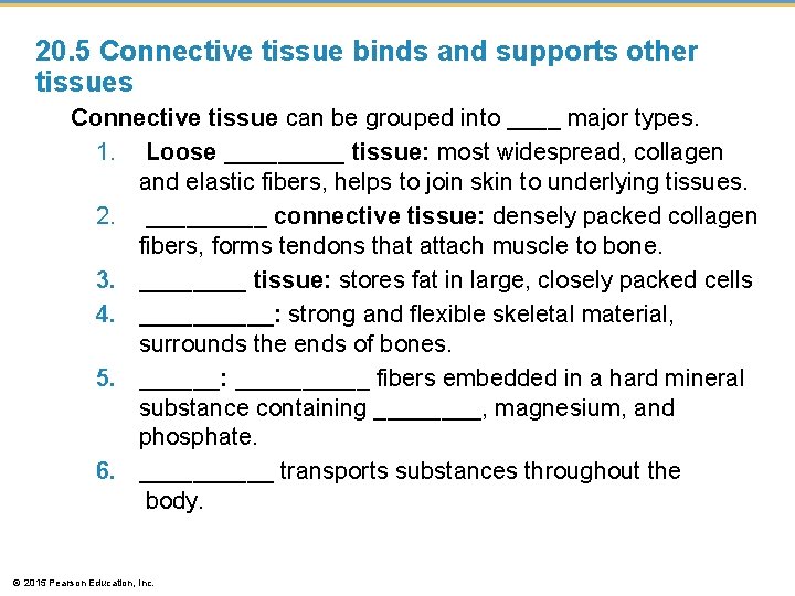 20. 5 Connective tissue binds and supports other tissues Connective tissue can be grouped