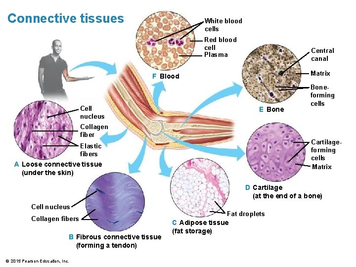Connective tissues White blood cells Red blood cell Plasma Central canal Matrix F Blood