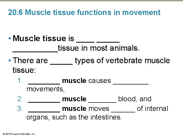 20. 6 Muscle tissue functions in movement • Muscle tissue is _____tissue in most
