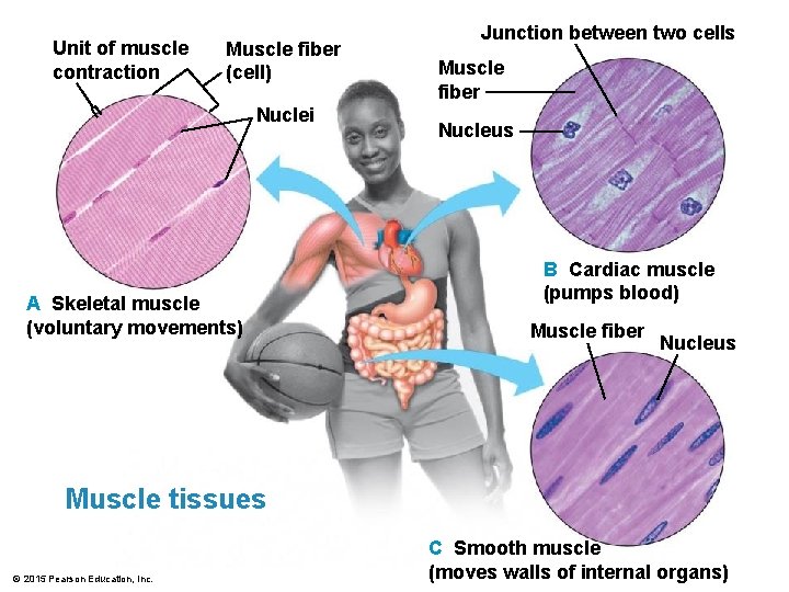 Unit of muscle contraction Muscle fiber (cell) Nuclei A Skeletal muscle (voluntary movements) Junction