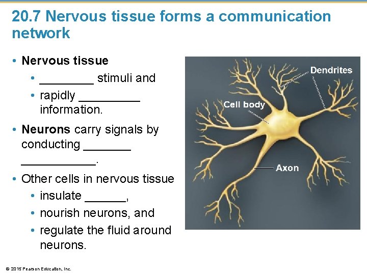 20. 7 Nervous tissue forms a communication network • Nervous tissue • ____ stimuli