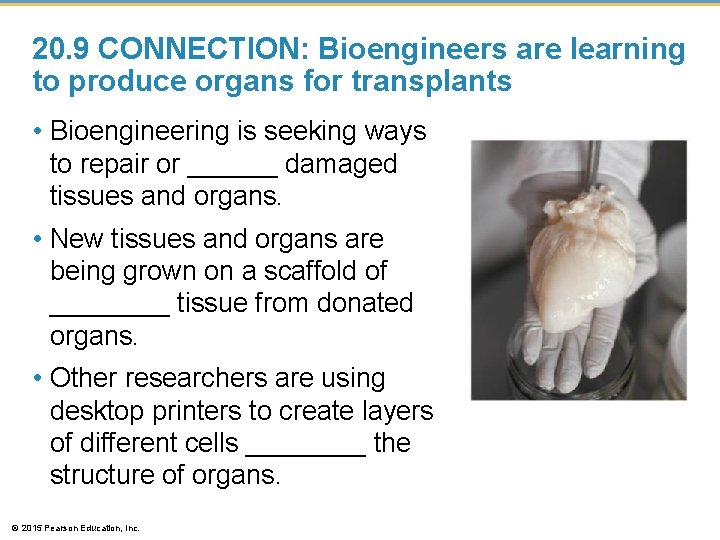 20. 9 CONNECTION: Bioengineers are learning to produce organs for transplants • Bioengineering is