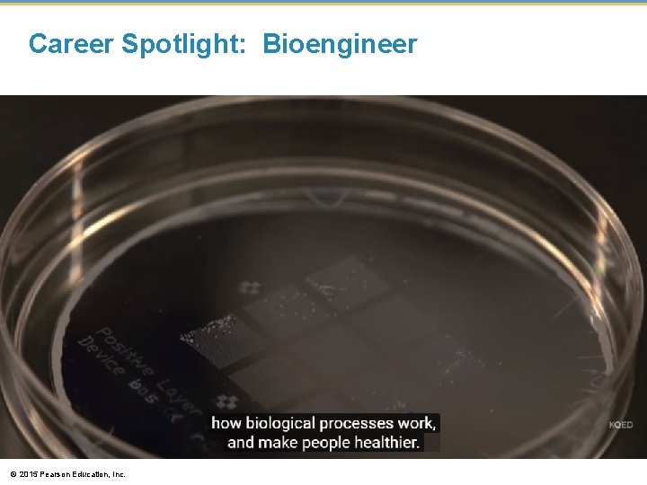 Career Spotlight: Bioengineer © 2015 Pearson Education, Inc. 