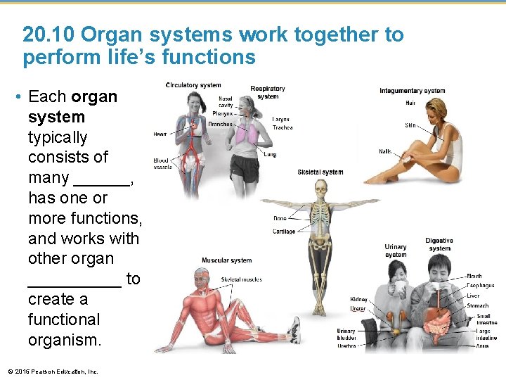 20. 10 Organ systems work together to perform life’s functions • Each organ system