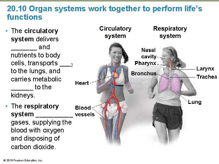 20. 10 Organ systems work together to perform life’s functions • The circulatory system