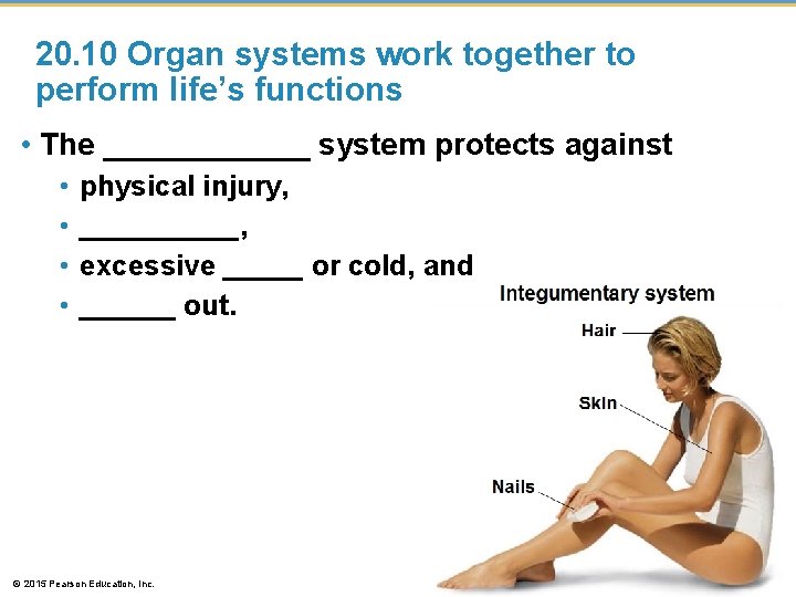 20. 10 Organ systems work together to perform life’s functions • The ______ system