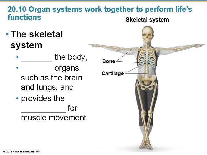20. 10 Organ systems work together to perform life’s functions • The skeletal system