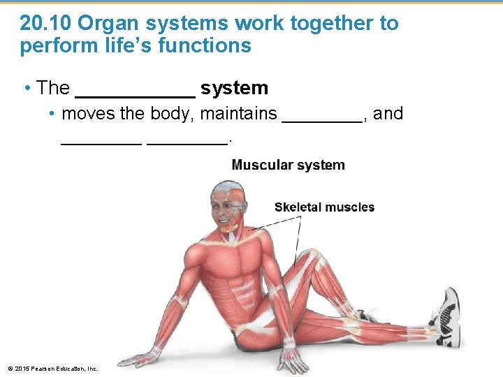 20. 10 Organ systems work together to perform life’s functions • The ______ system