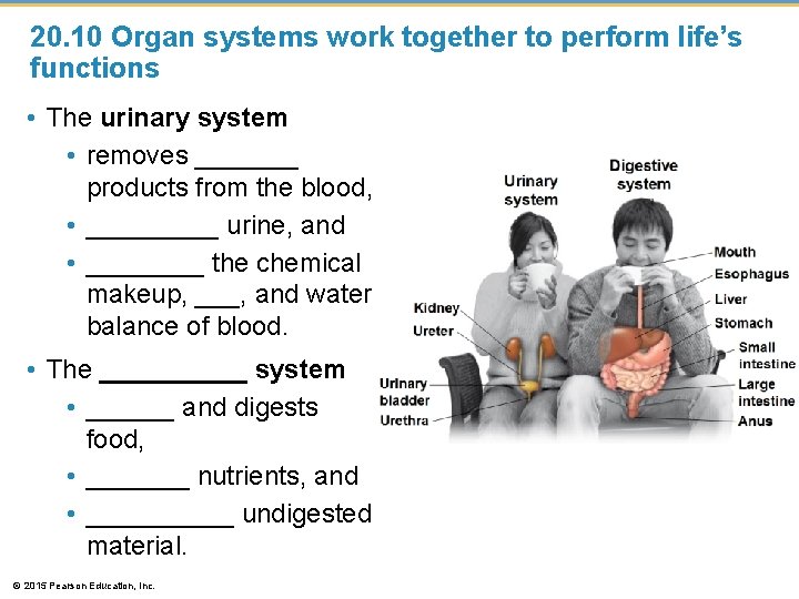 20. 10 Organ systems work together to perform life’s functions • The urinary system