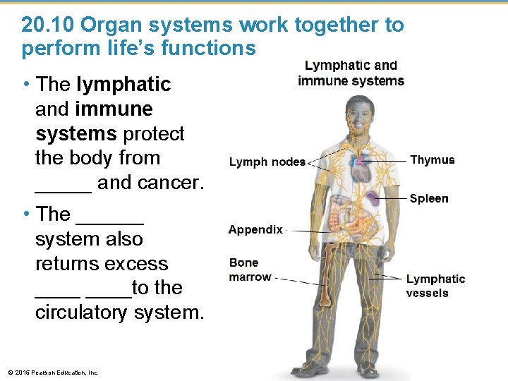 20. 10 Organ systems work together to perform life’s functions • The lymphatic and