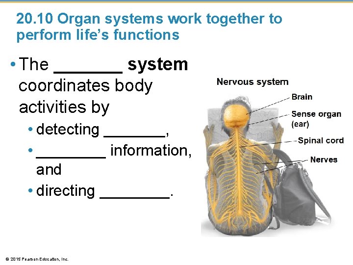 20. 10 Organ systems work together to perform life’s functions • The _______ system