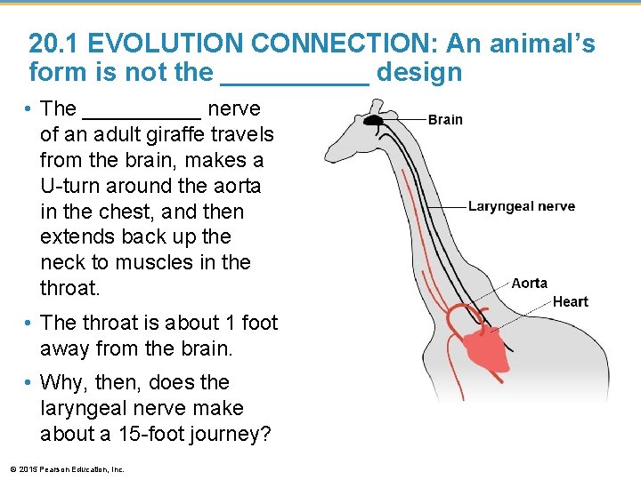 20. 1 EVOLUTION CONNECTION: An animal’s form is not the _____ design • The