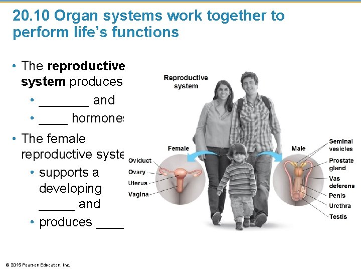 20. 10 Organ systems work together to perform life’s functions • The reproductive system