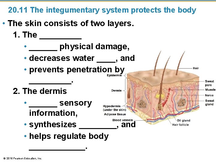 20. 11 The integumentary system protects the body • The skin consists of two