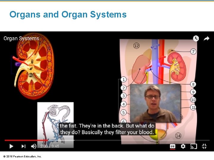 Organs and Organ Systems © 2015 Pearson Education, Inc. 