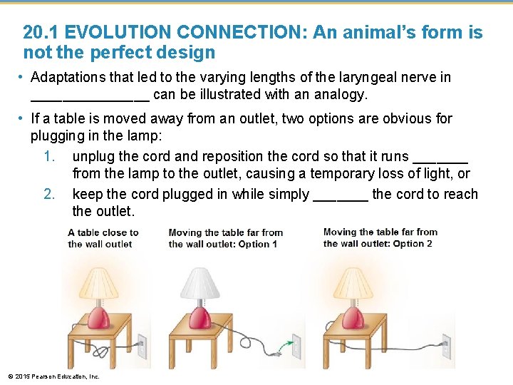 20. 1 EVOLUTION CONNECTION: An animal’s form is not the perfect design • Adaptations