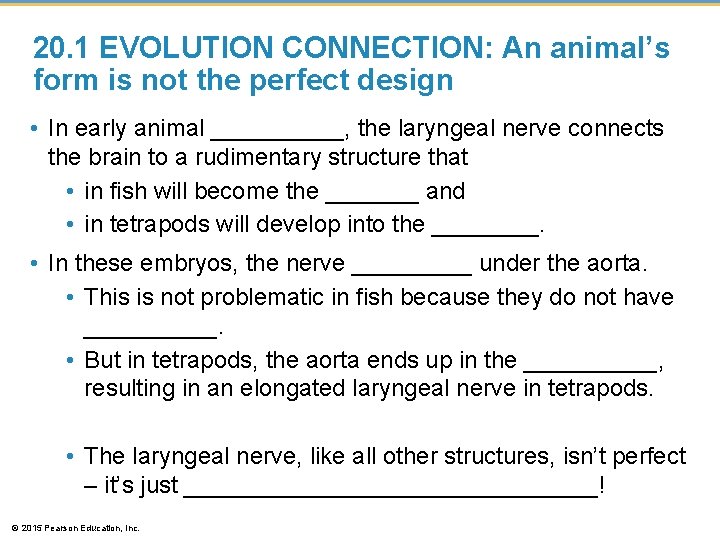 20. 1 EVOLUTION CONNECTION: An animal’s form is not the perfect design • In