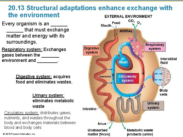 20. 13 Structural adaptations enhance exchange with the environment Every organism is an ______