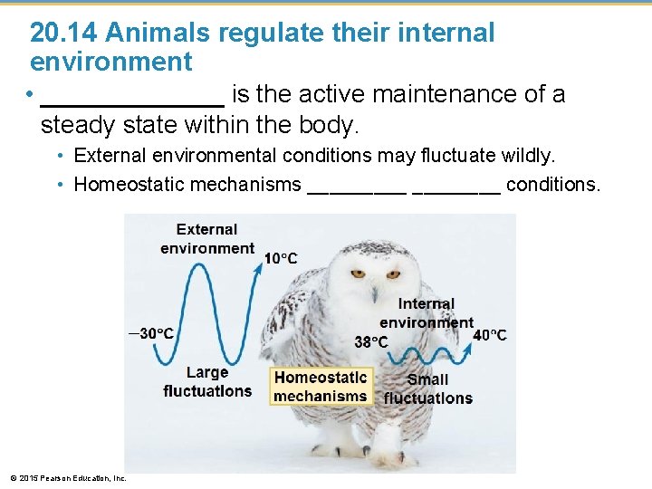 20. 14 Animals regulate their internal environment • _______ is the active maintenance of